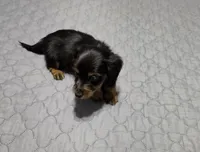 Valerie, a female Miniature Dachshund for sale in Arab, AL – 6 of 8
