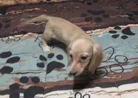 Little bit, a female Miniature Dachshund for sale in Arab, AL – 3 of 10