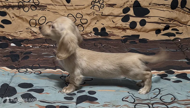 Little bit – Miniature Dachshund puppy for sale in Arab, AL