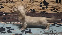 Little bit, a female Miniature Dachshund for sale in Arab, AL – 1 of 10