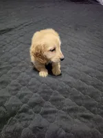 Bear, a male Miniature Dachshund for sale in Arab, AL – 6 of 9