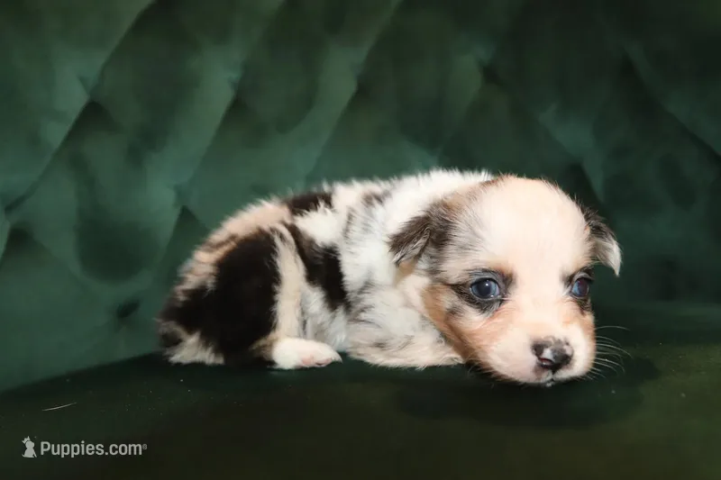 America – Miniature American Shepherd puppy for sale in Stockdale, TX