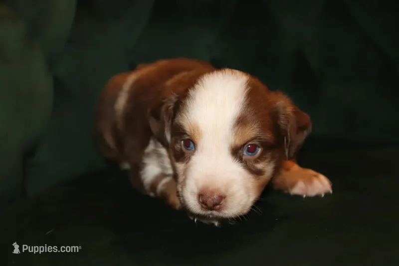 Independence – Miniature American Shepherd puppy for sale in Stockdale, TX