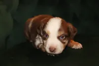 Independence, a male Miniature American Shepherd for sale in Stockdale, TX – 1 of 1