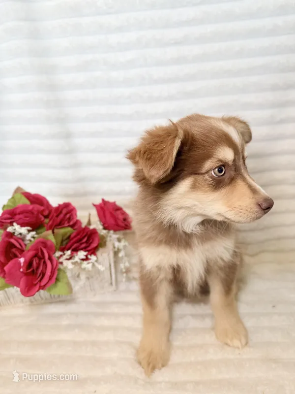 Rosebud – Miniature Australian Shepherd puppy for sale in Stockdale, TX