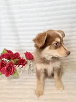 Rosebud, a female Miniature Australian Shepherd for sale in Stockdale, TX – Photo 1 of 3