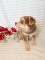 Rosebud, a female Miniature Australian Shepherd for sale in Stockdale, TX – Photo 3 of 3