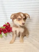 Rosebud, a female Miniature Australian Shepherd for sale in Stockdale, TX – Photo 2 of 3