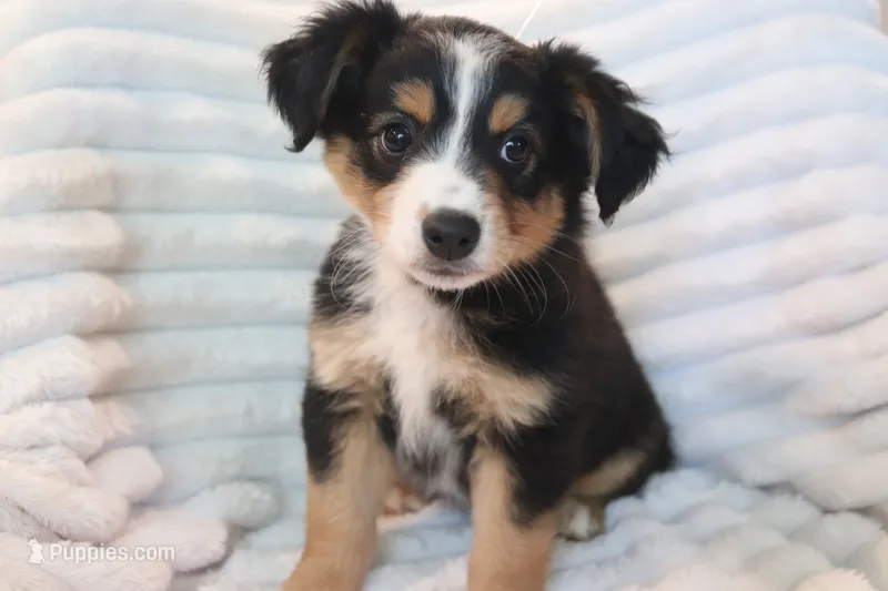 Lily  – Miniature Australian Shepherd puppy for sale in Stockdale, TX