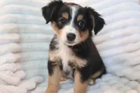 Lily , a female Miniature Australian Shepherd for sale in Stockdale, TX – 2 of 8