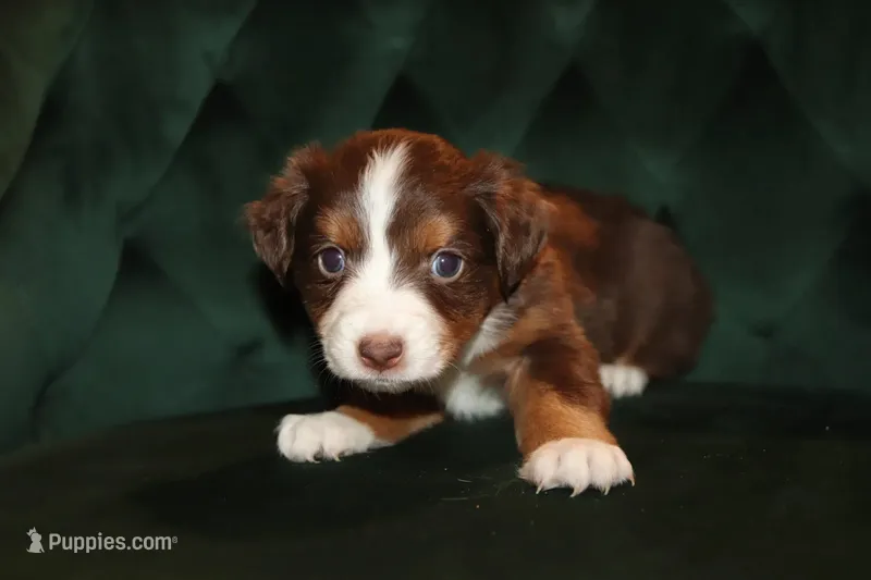 Scarlett – Miniature American Shepherd puppy for sale in Stockdale, TX