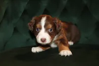 Scarlett, a female Miniature American Shepherd for sale in Stockdale, TX – 1 of 1