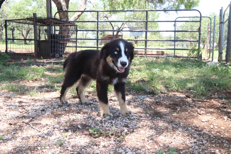 Budderball – Miniature Australian Shepherd puppy for sale in Stockdale, TX