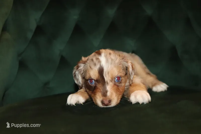 Crimson – Miniature American Shepherd puppy for sale in Stockdale, TX
