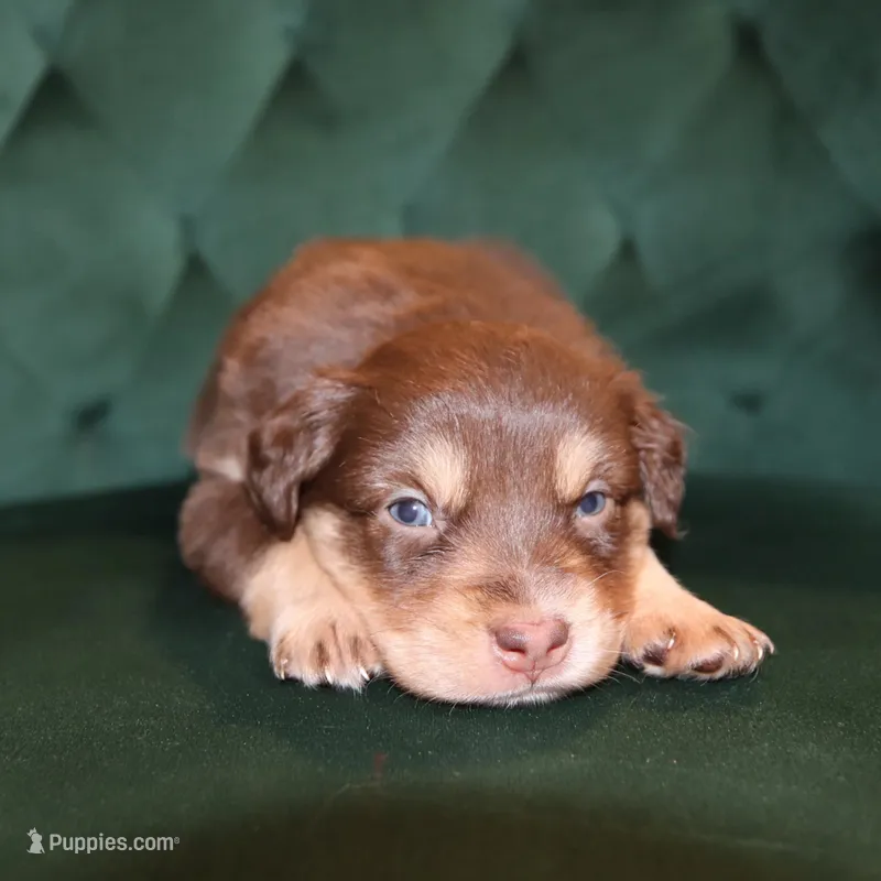 Glory – Miniature American Shepherd puppy for sale in Stockdale, TX
