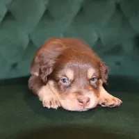 Glory, a female Miniature American Shepherd for sale in Stockdale, TX – 1 of 1