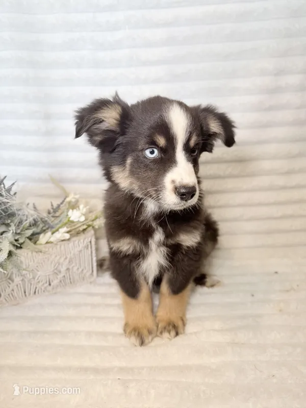 Budderball – Miniature Australian Shepherd puppy for sale in Stockdale, TX