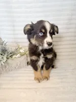 Budderball, a male Miniature Australian Shepherd for sale in Stockdale, TX – Photo 3 of 4