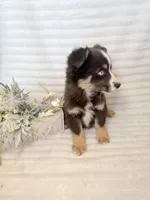 Budderball, a male Miniature Australian Shepherd for sale in Stockdale, TX – Photo 2 of 4