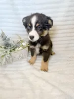 Budderball, a male Miniature Australian Shepherd for sale in Stockdale, TX – Photo 4 of 4