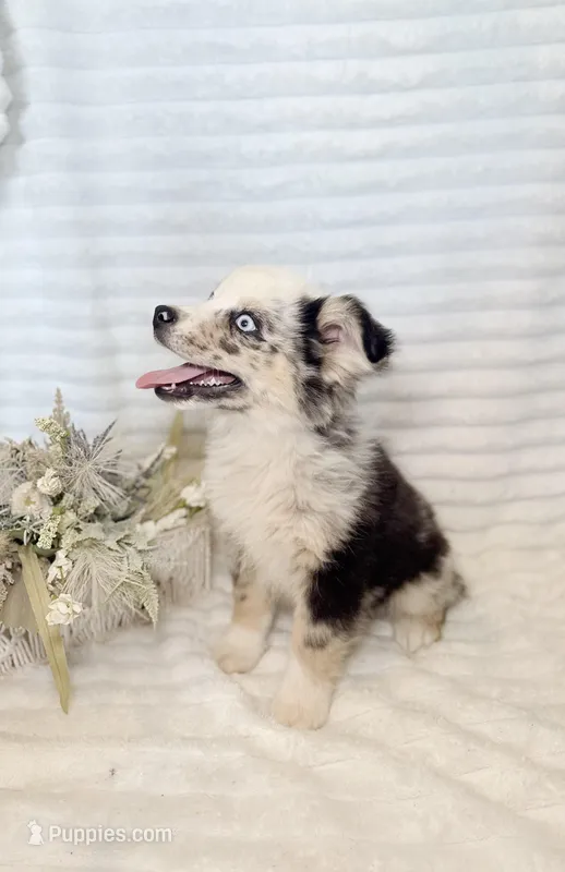 B-Dawg  – Miniature Australian Shepherd puppy for sale in Stockdale, TX