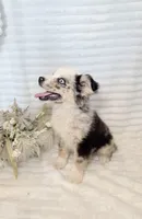 B-Dawg , a male Miniature Australian Shepherd for sale in Stockdale, TX – Photo 1 of 3