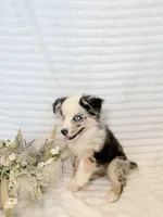 B-Dawg , a male Miniature Australian Shepherd for sale in Stockdale, TX – Photo 3 of 3