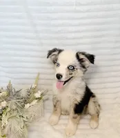 B-Dawg , a male Miniature Australian Shepherd for sale in Stockdale, TX – Photo 2 of 3
