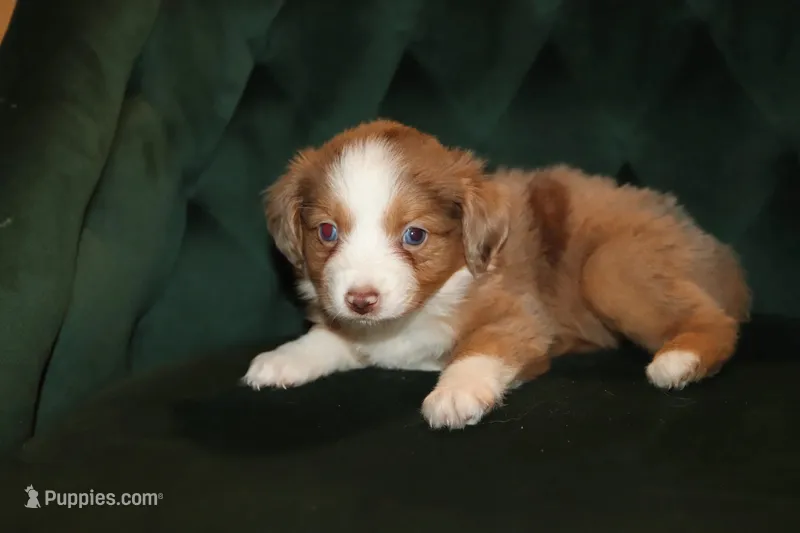 Cinnamon – Miniature American Shepherd puppy for sale in Stockdale, TX