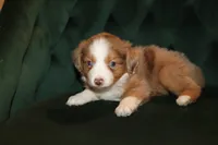 Cinnamon, a female Miniature American Shepherd for sale in Stockdale, TX – 1 of 1