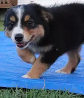 Lily , a female Miniature Australian Shepherd for sale in Stockdale, TX – 8 of 8
