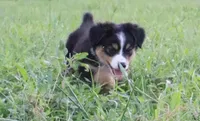 Lily , a female Miniature Australian Shepherd for sale in Stockdale, TX – 6 of 8