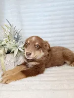 Shasta, a male Miniature Australian Shepherd for sale in Stockdale, TX – Photo 3 of 3