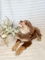 Shasta, a male Miniature Australian Shepherd for sale in Stockdale, TX – Photo 1 of 3