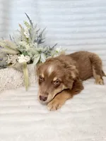 Shasta, a male Miniature Australian Shepherd for sale in Stockdale, TX – Photo 2 of 3