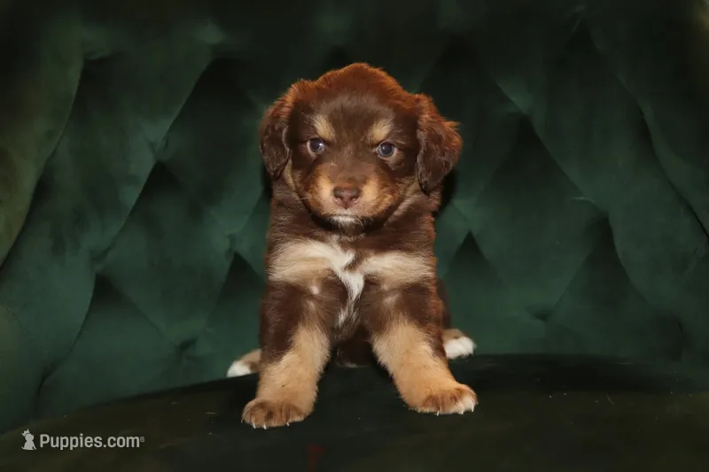 Sienna – Miniature American Shepherd puppy for sale in Stockdale, TX
