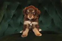Sienna, a female Miniature American Shepherd for sale in Stockdale, TX – 1 of 1