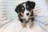 Lily , a female Miniature Australian Shepherd for sale in Stockdale, TX – 3 of 8