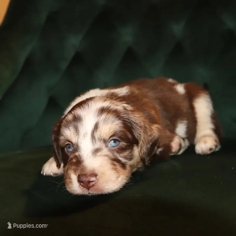 Justice – Miniature American Shepherd puppy for sale in Stockdale, TX