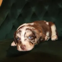 Justice, a male Miniature American Shepherd for sale in Stockdale, TX – 1 of 1