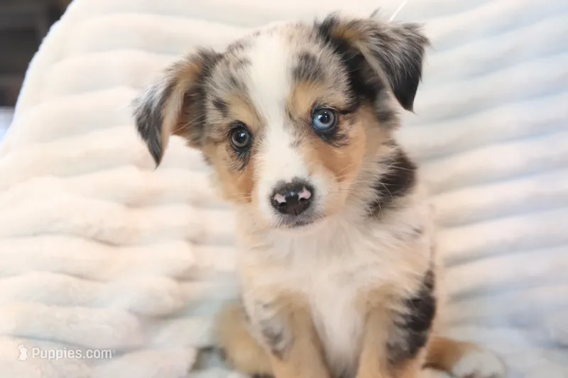 Sunday  – Miniature Australian Shepherd puppy for sale in Stockdale, TX