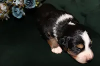 Lily , a female Miniature Australian Shepherd for sale in Stockdale, TX – Photo 3 of 4