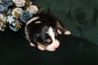 Lily , a female Miniature Australian Shepherd for sale in Stockdale, TX – Photo 2 of 4