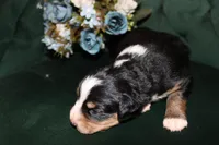 Lily , a female Miniature Australian Shepherd for sale in Stockdale, TX – Photo 4 of 4
