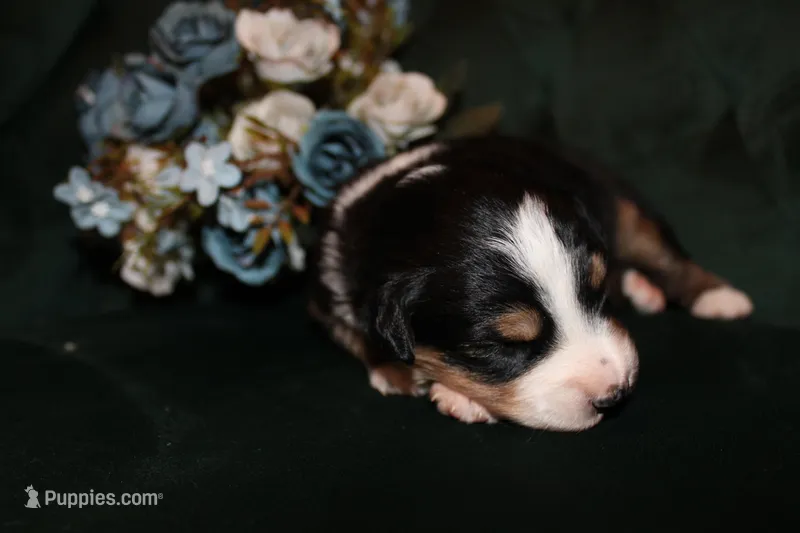 Lily  – Miniature Australian Shepherd puppy for sale in Stockdale, TX