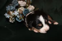 Lily , a female Miniature Australian Shepherd for sale in Stockdale, TX – Photo 1 of 4