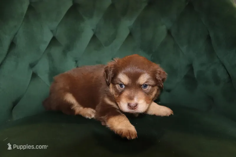 Liberty – Miniature American Shepherd puppy for sale in Stockdale, TX