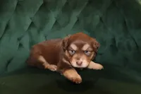 Liberty, a female Miniature American Shepherd for sale in Stockdale, TX – 1 of 1