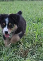 Lily , a female Miniature Australian Shepherd for sale in Stockdale, TX – 7 of 8