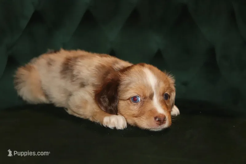 Cinder – Miniature American Shepherd puppy for sale in Stockdale, TX